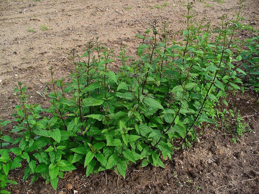 Норичник Гольде