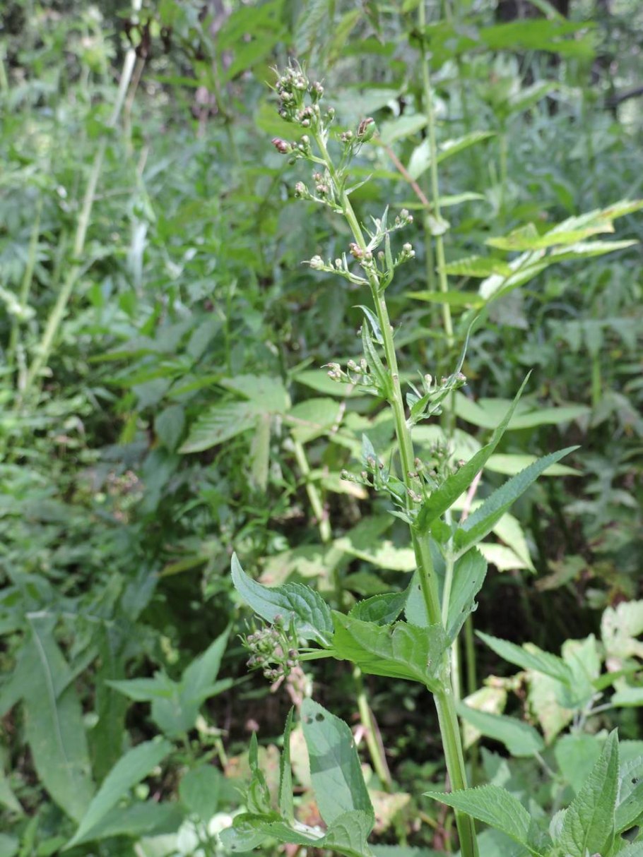 Семена Норичник шишковатый