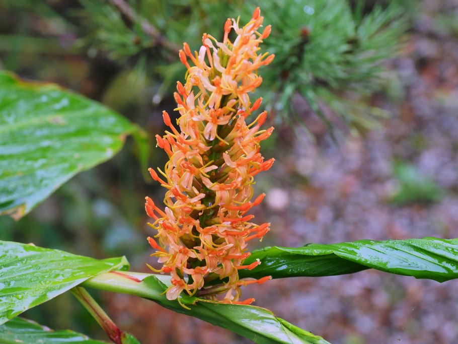 Гедихиум Гарднера фото