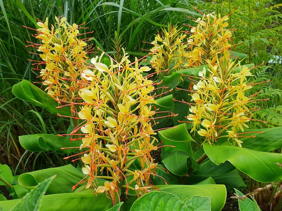 Гедихиум (имбирная Лилия)