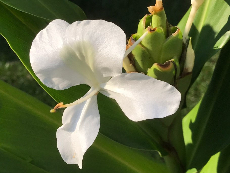 Марипоса цветок Куба