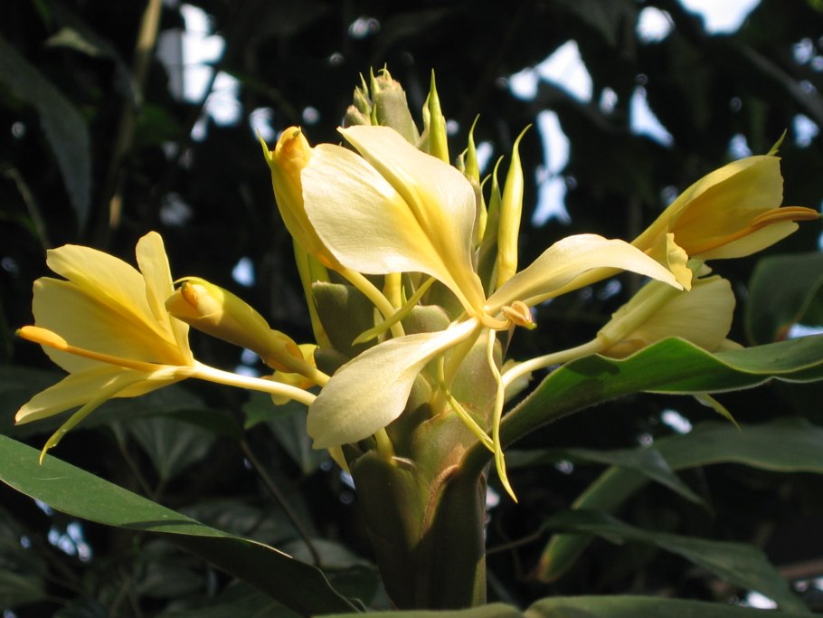 Hedychium coronarium