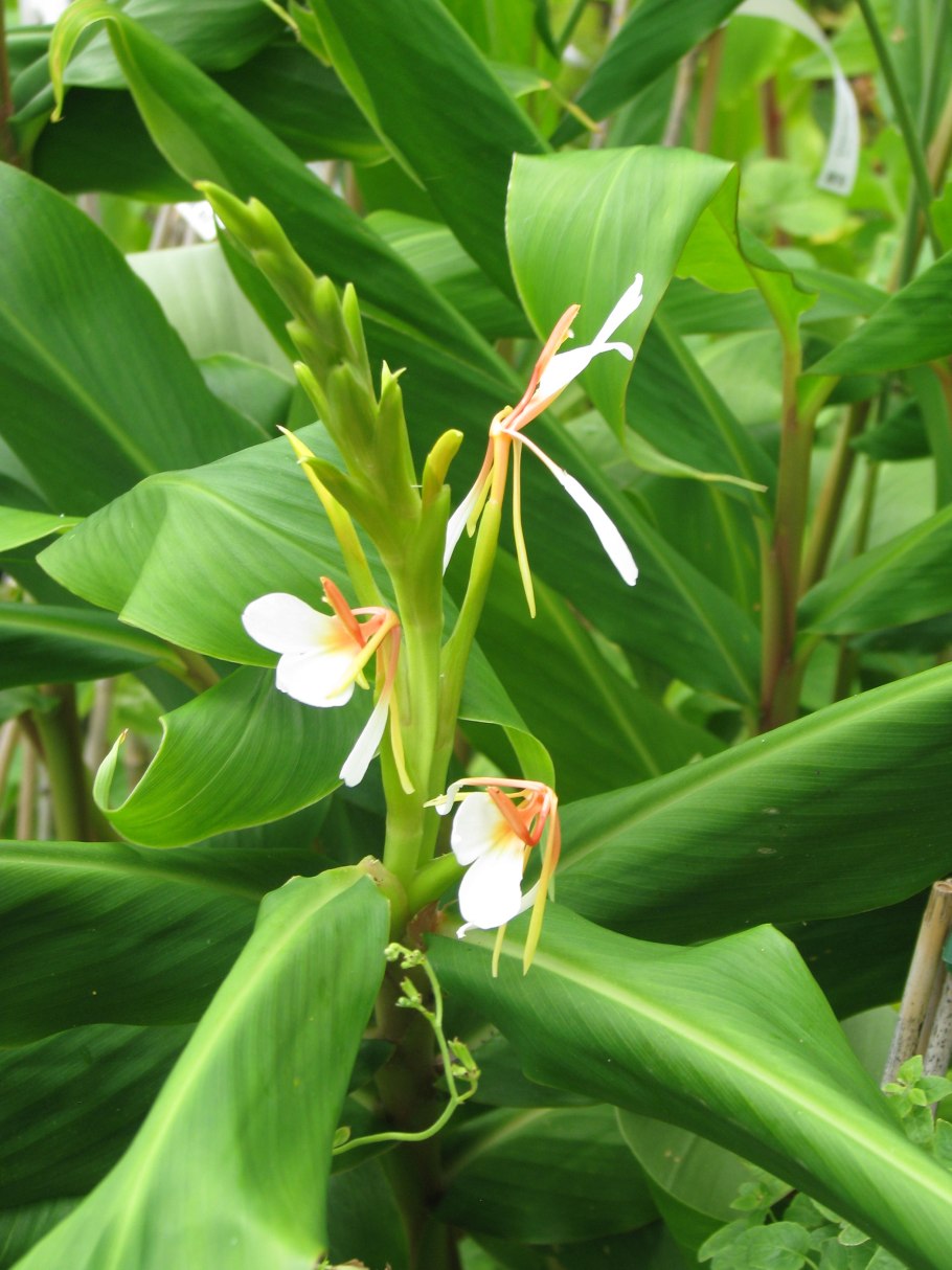 Гедихиум Гарднера