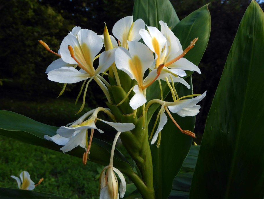 Гедихиум корончатый