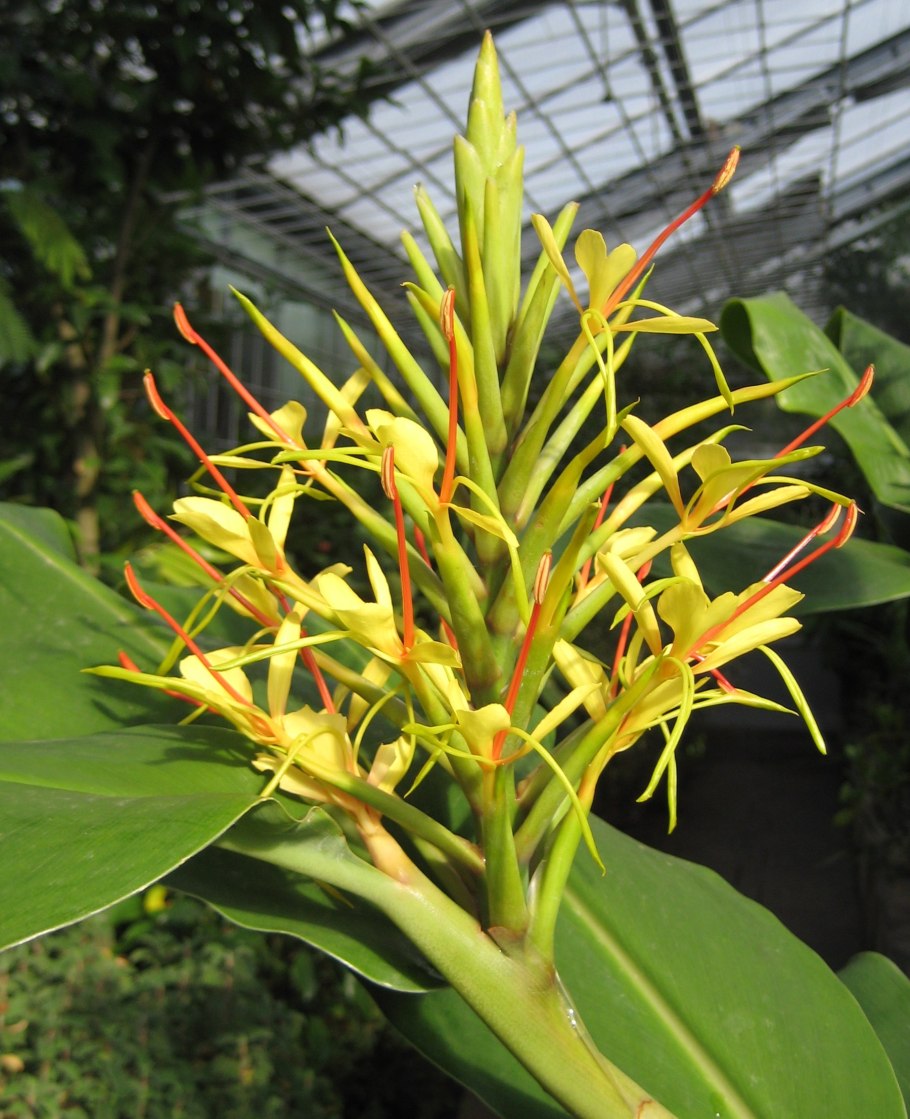 Гедихиум венценосный