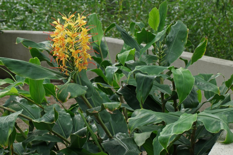 Гедихиум gardnerianum