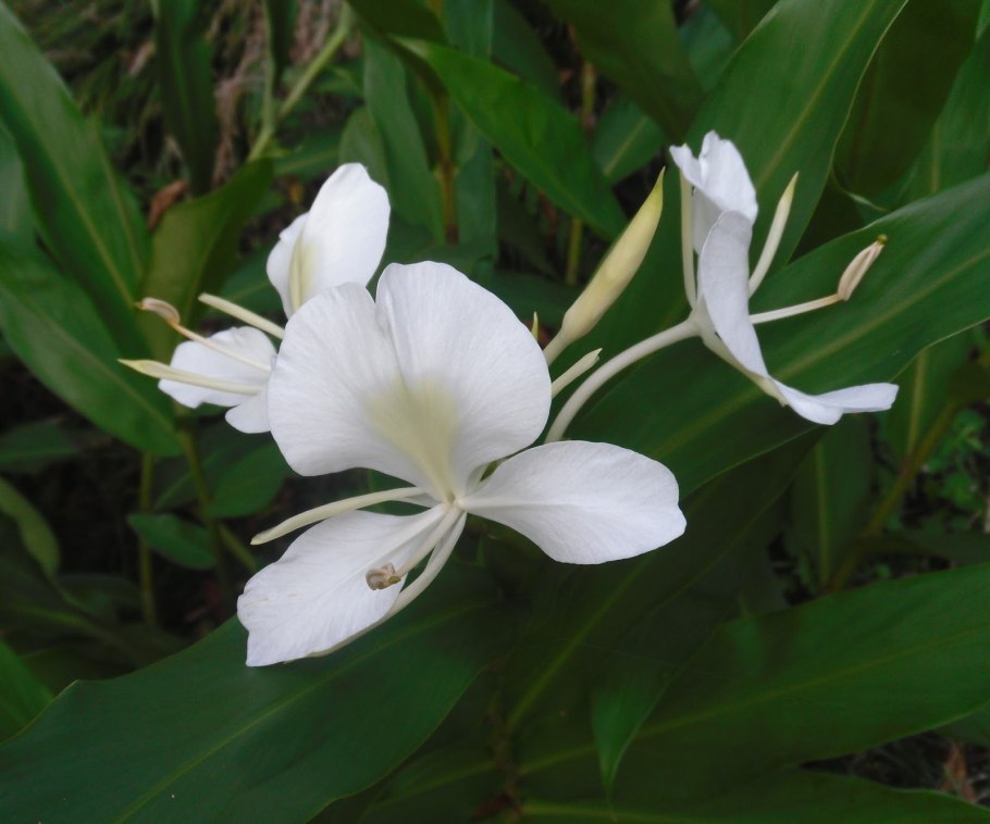 Hedychium flavescens