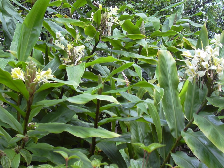 Hedychium gardnerianum