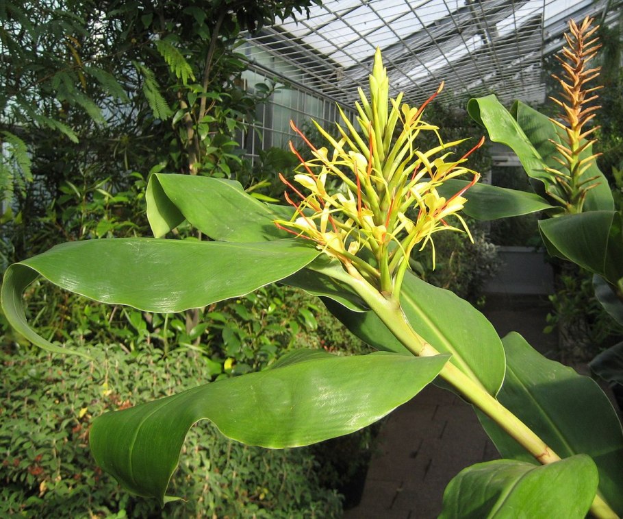 Гедихиум венценосный