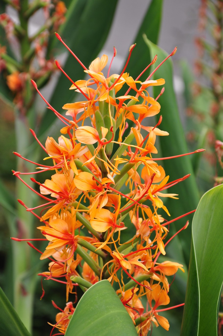 Гедихиум Гарднера