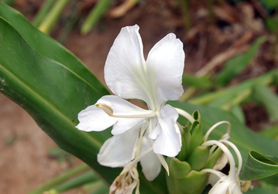 Хедихиум филиппинский