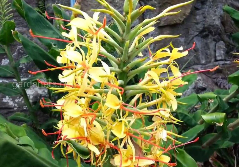 Otoglossum coronarium