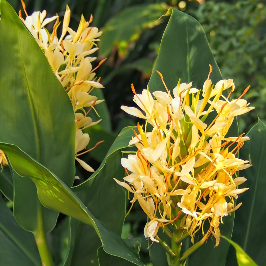 Гедихиум gardnerianum