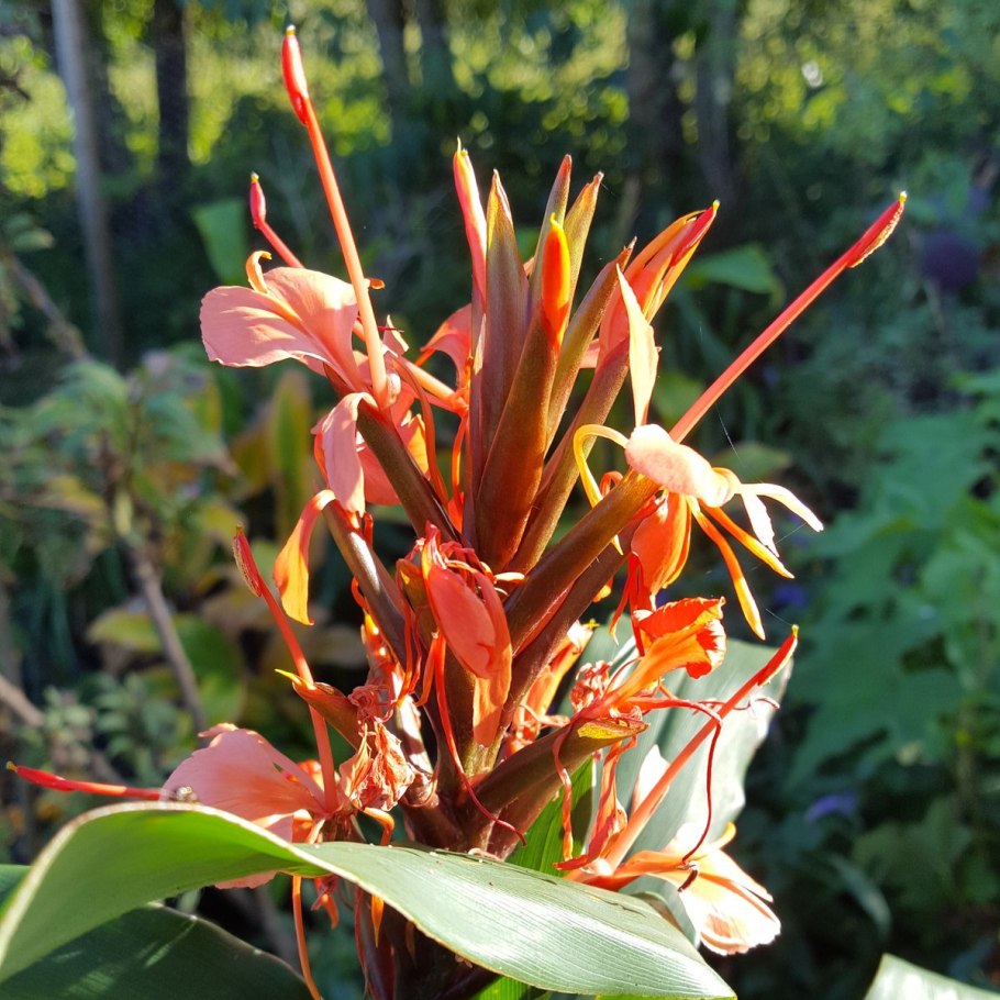 Гедихиум (имбирная Лилия)