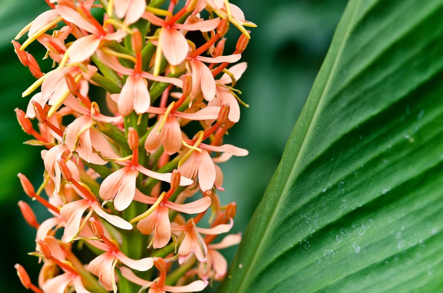 Гедихиум коралловый,