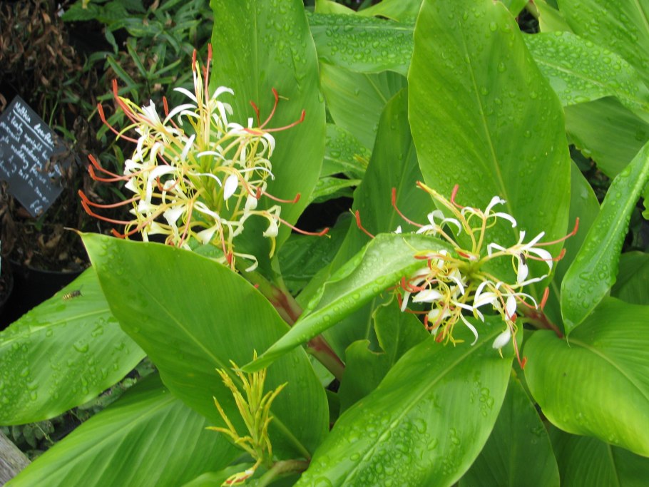 Гедихиум cocco