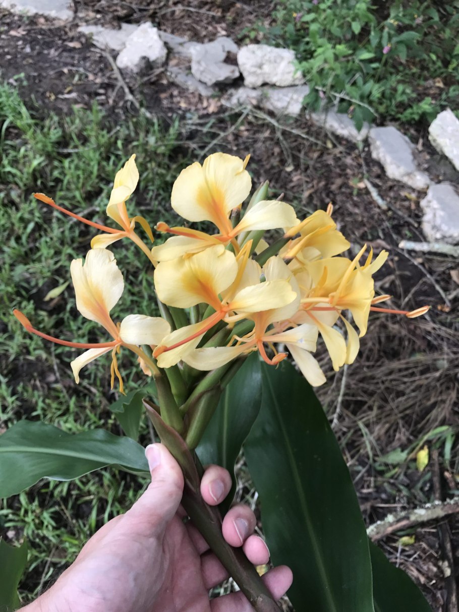 Hedychium coronarium
