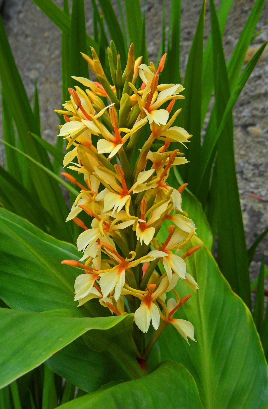 Гедихиум корончатый