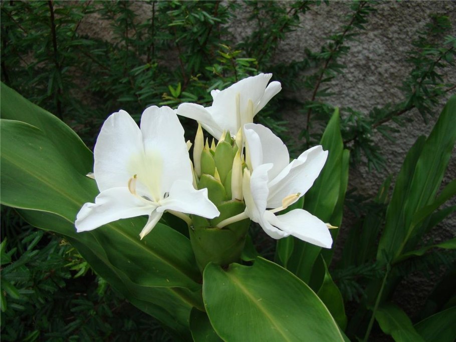 Hedychium flavescens (Yellow Ginger Lily)