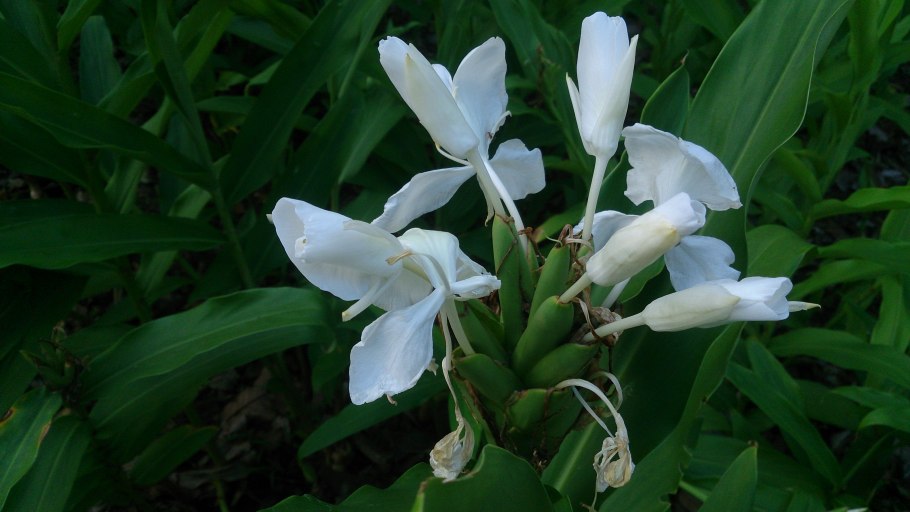 Hedychium coronarium