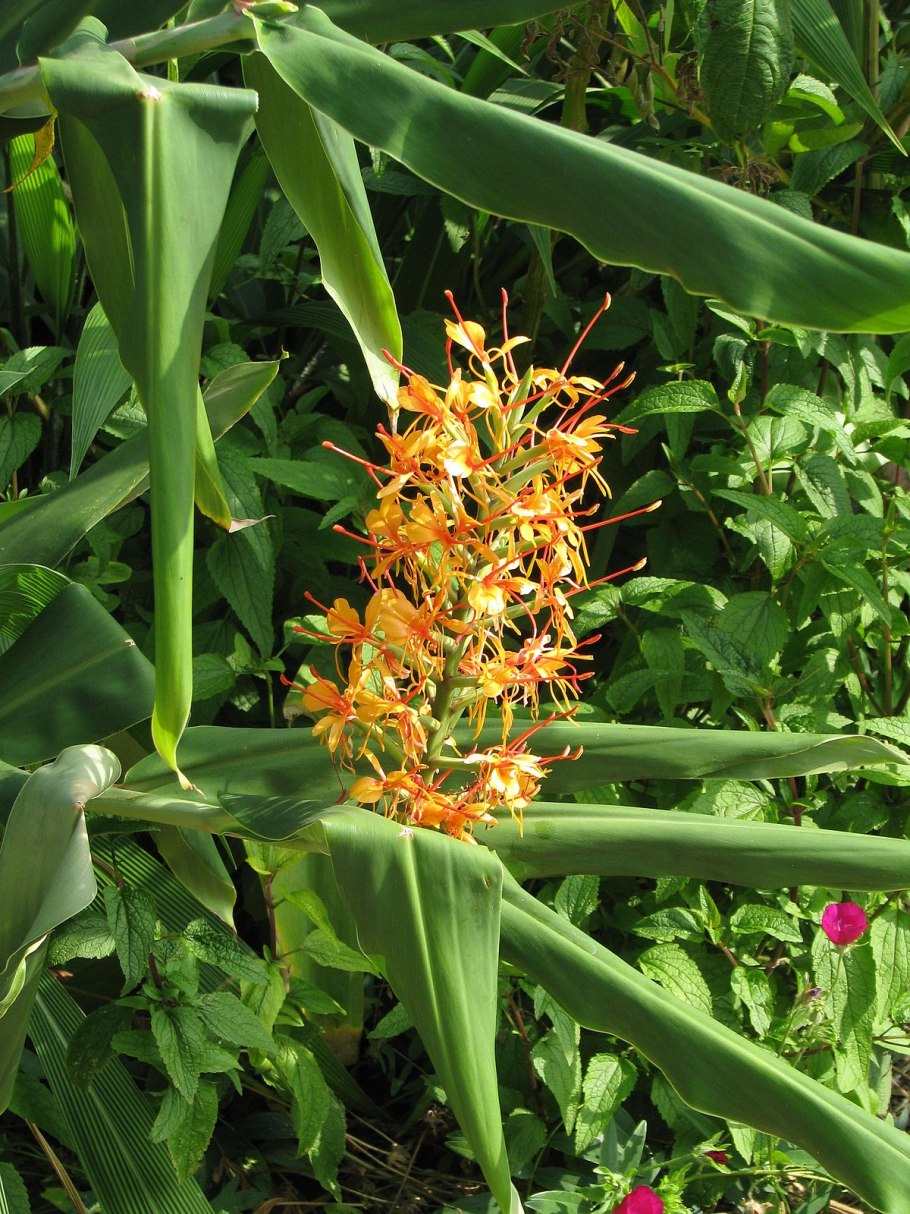 Ginger Lily