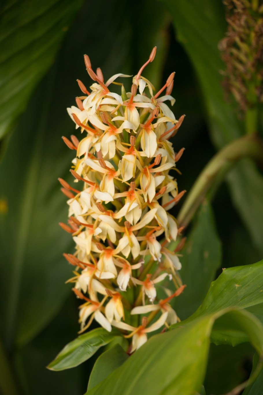 Гедихиум шарлаховый