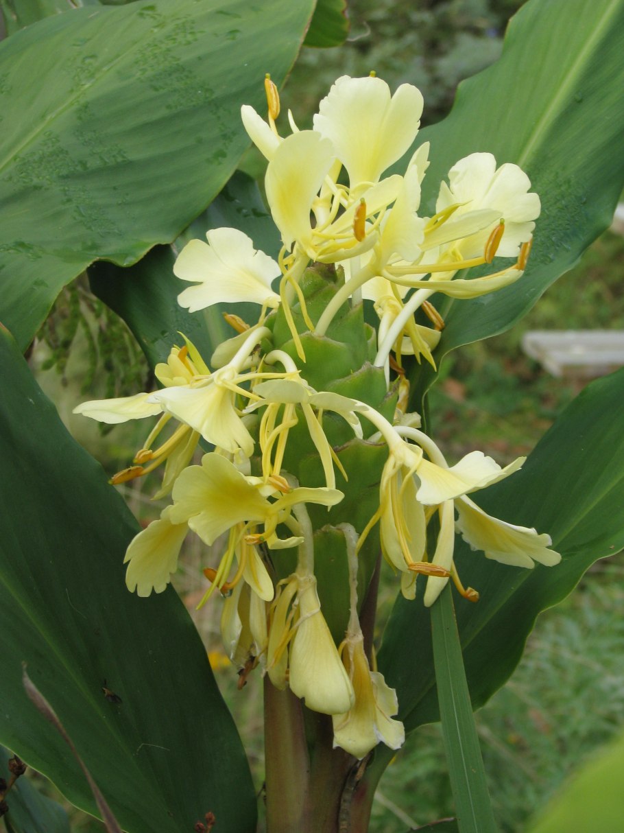 Hedychium coronarium