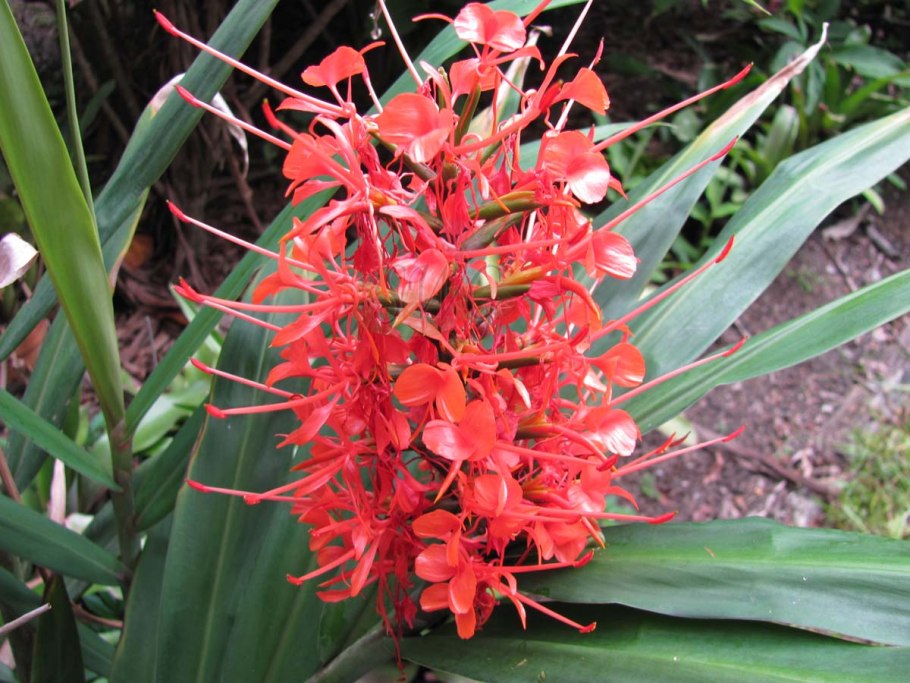 Hedychium coronarium