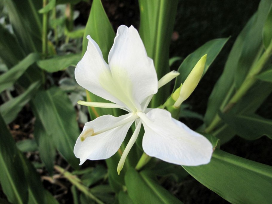 Гедихиум (имбирная Лилия)