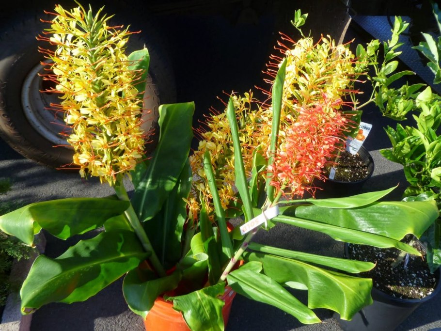 Гедихиум gardnerianum