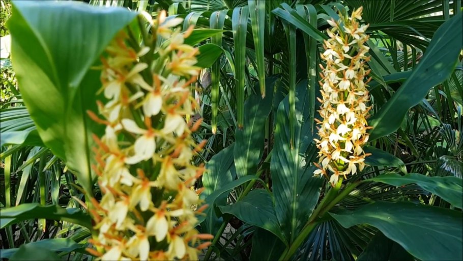 Гедихиум (Hedychium)