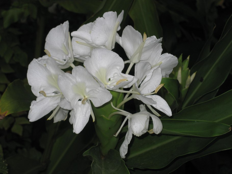 Hedychium gardnerianum