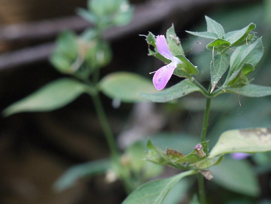 Канна стриата