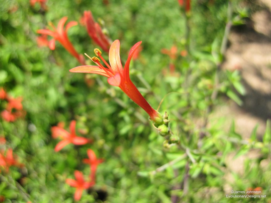 Монтаноа дваждыперистая - Montanoa bipinnatifida