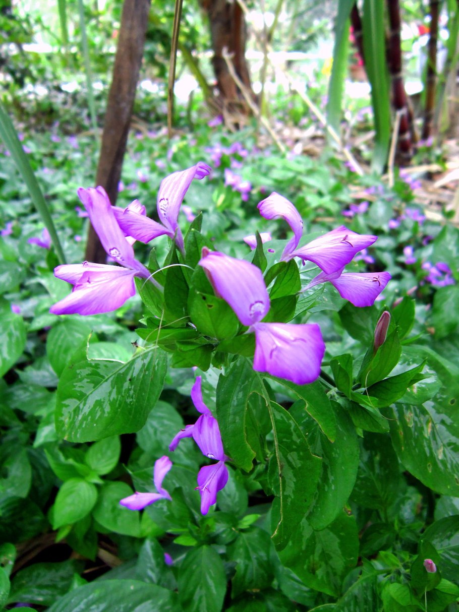 Цветок диклиптера