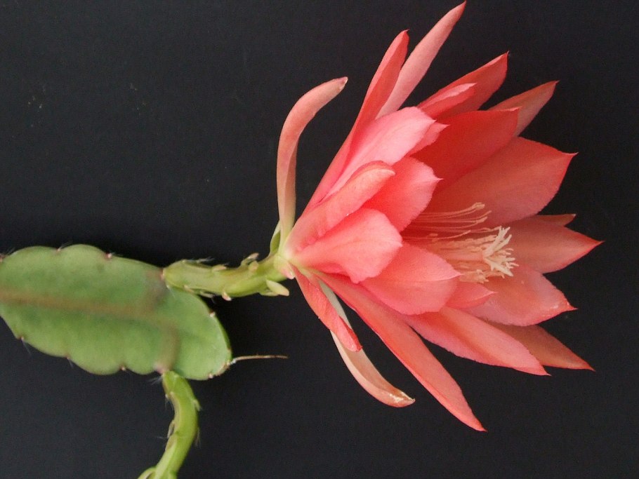 Якобиния юстиция вариегатная