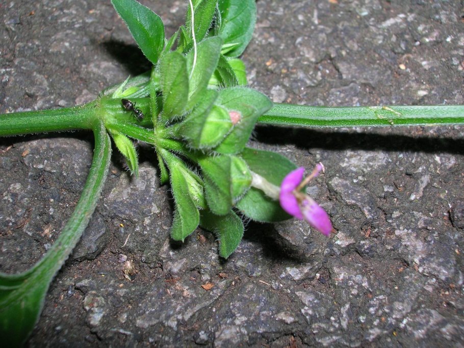 Русский огород тунбергия Черноглазая Сюзанна