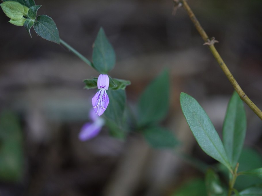 Эпифиллум ангулигер d9