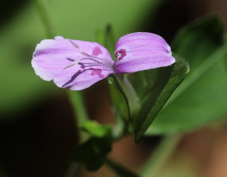 Диклиптера фото