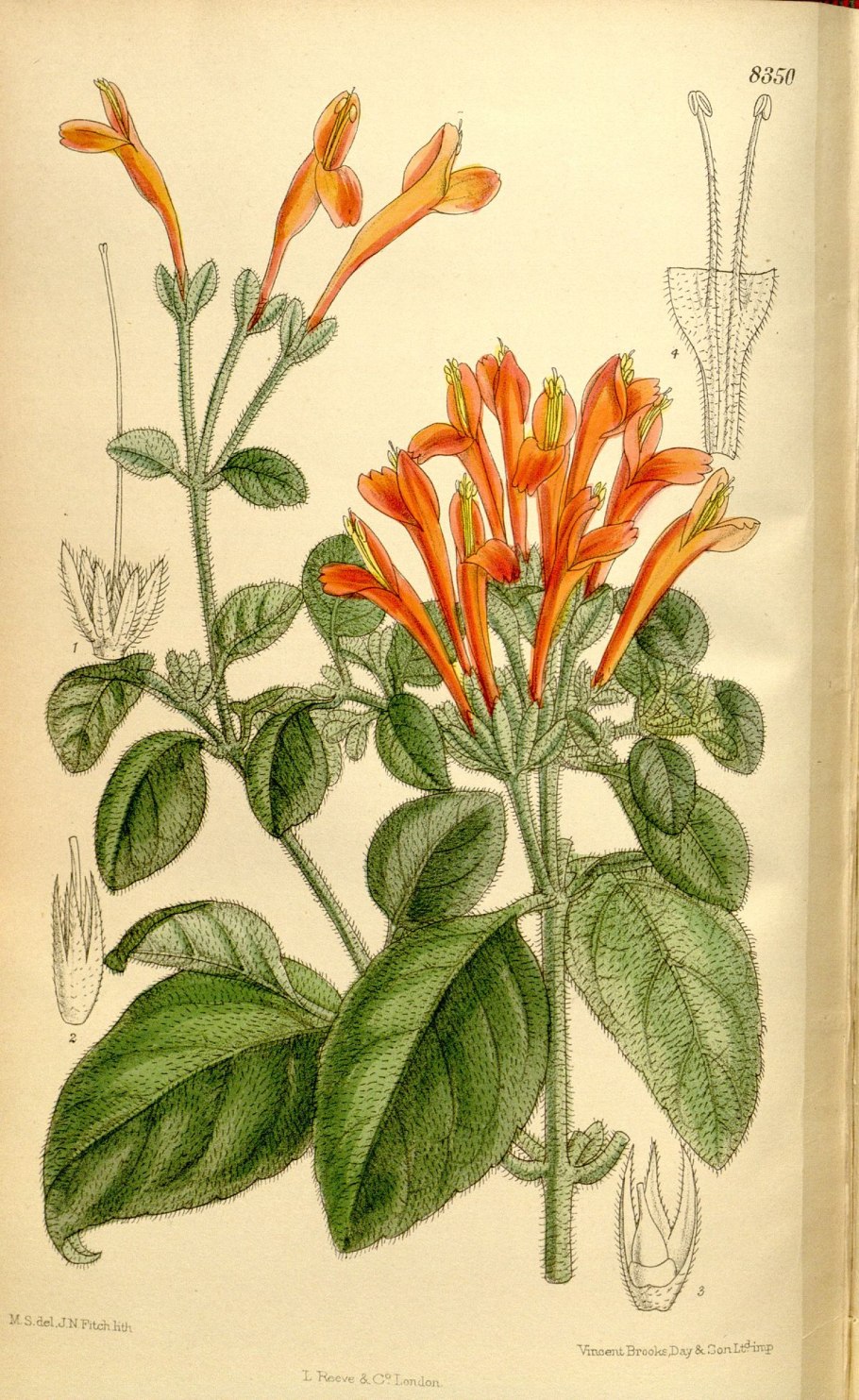 Колумнея цветок