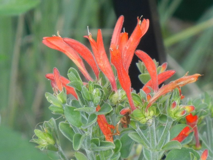 Dicliptera suberecta