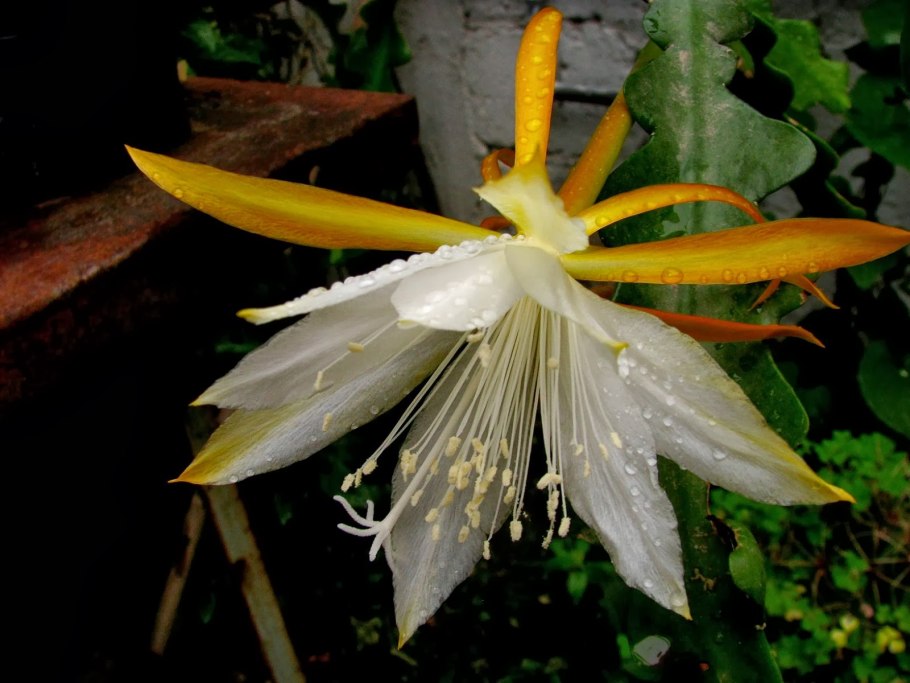 Пассифлора витифолия