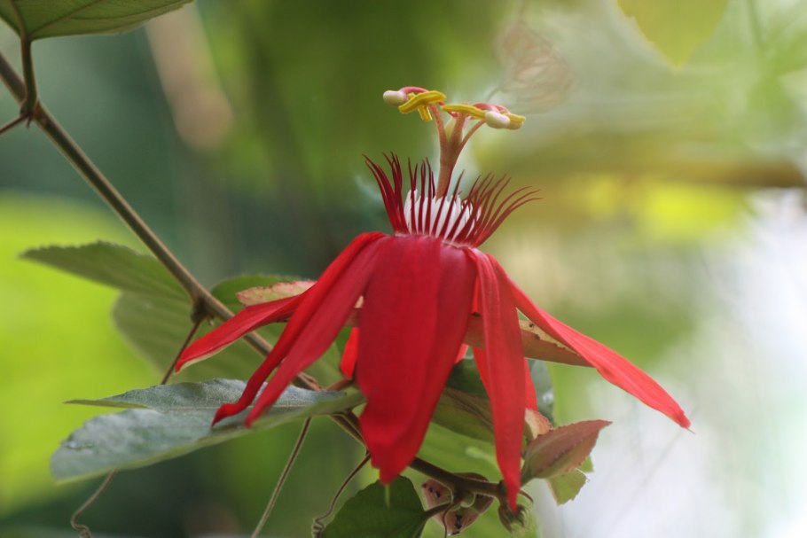 Эпифиллум зазубренный ароматный