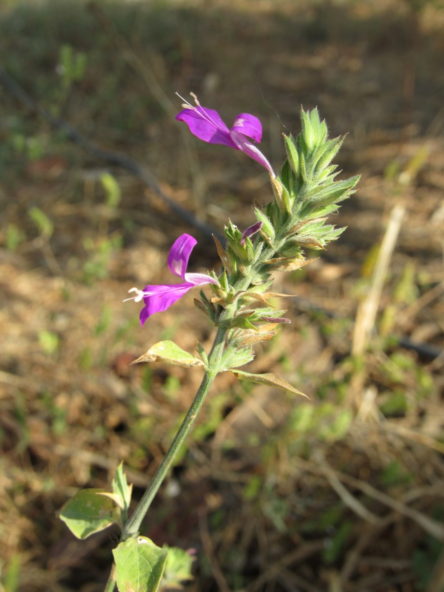 Акантовые (Acanthaceae).