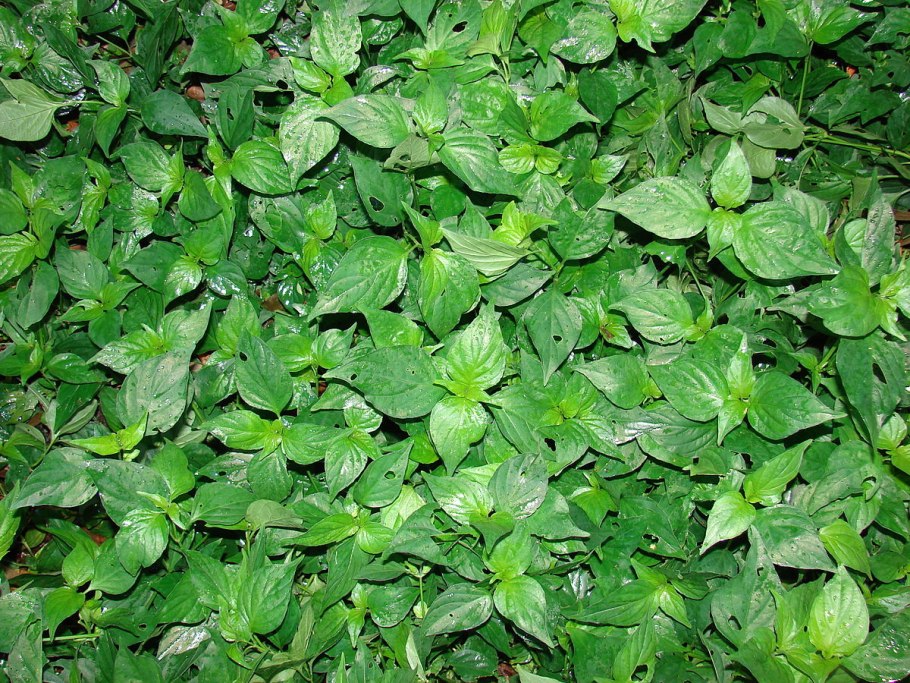 Anisacanthus thurberi