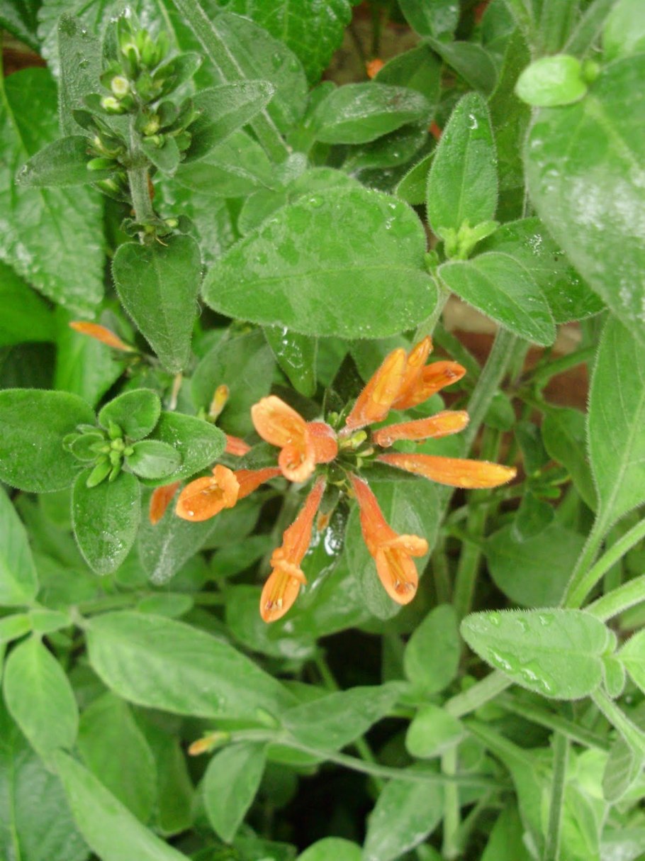 1200*1920 Семена диклиптера