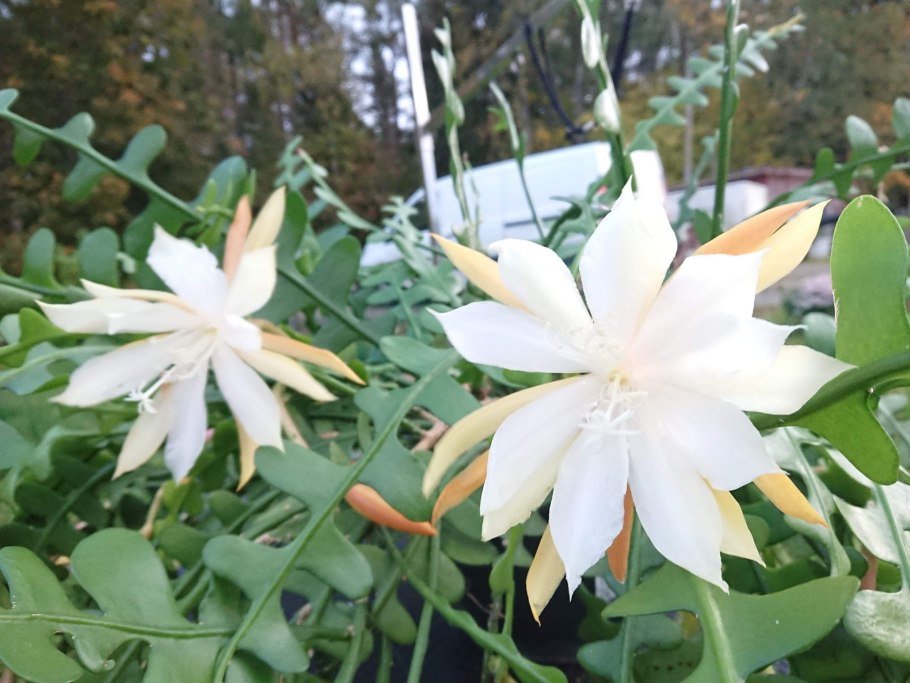 Диклиптера китайская