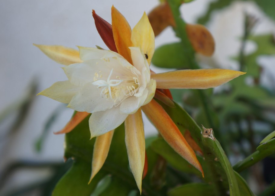 Wallpapers Burnettia cuneata