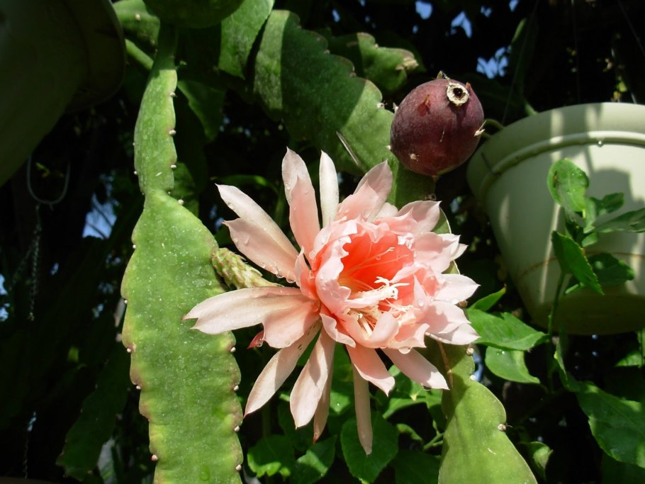 Пахистахис жёлтый