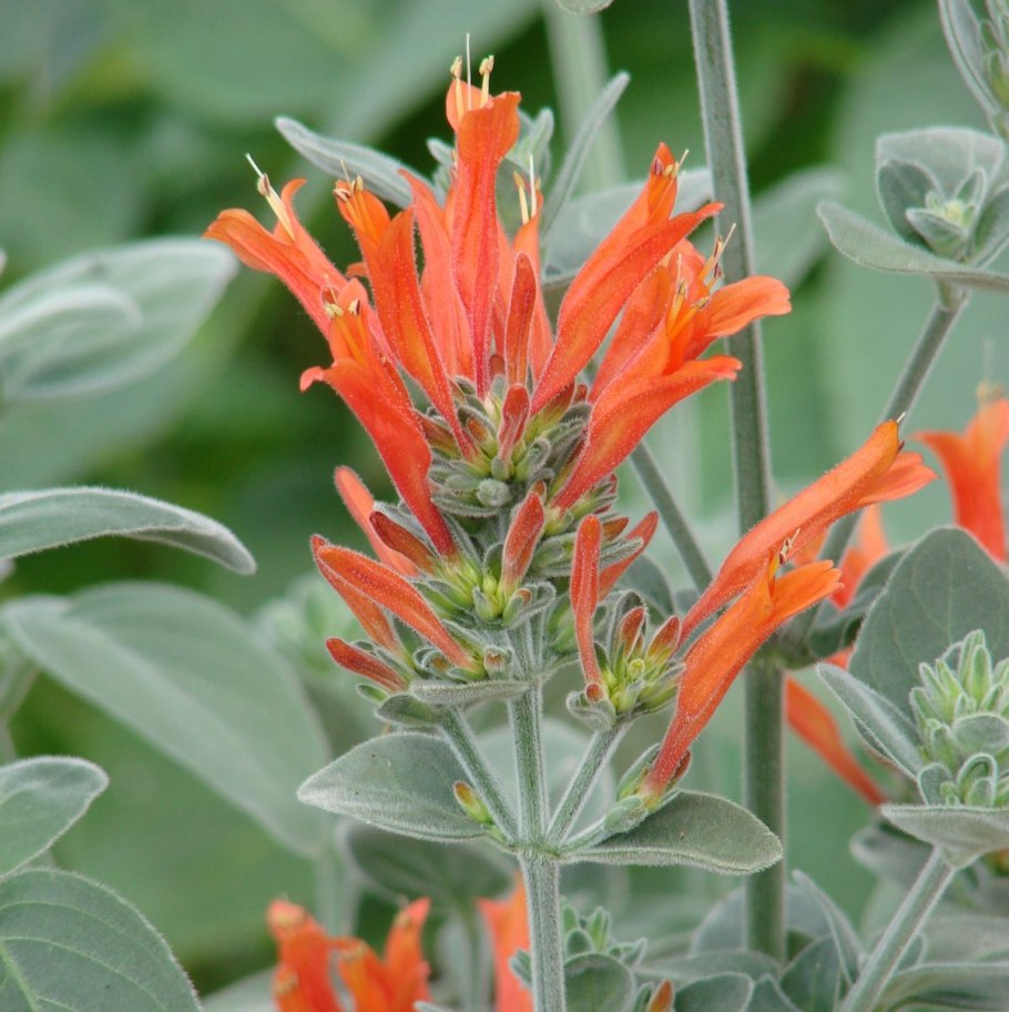 Диклиптера алая